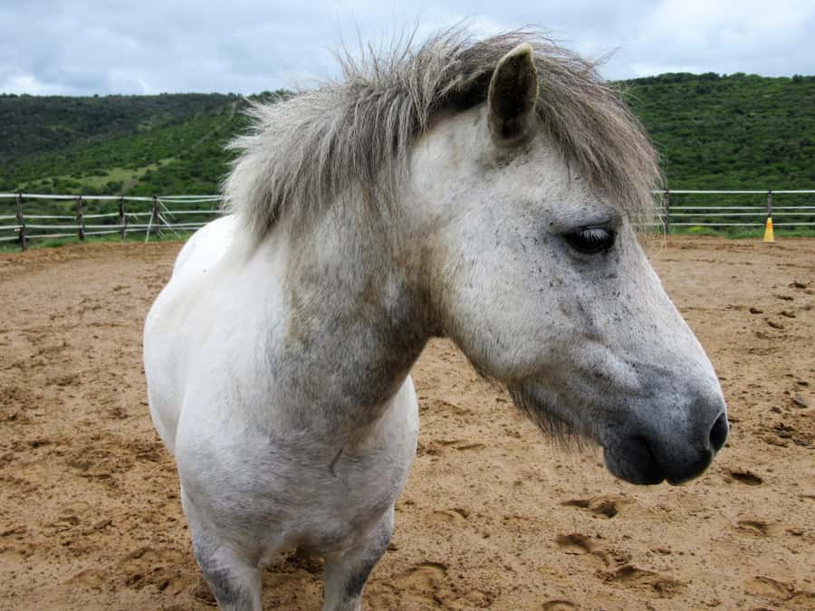 Zanzibar: Horseback Riding and Turtle Aquarium Visit - Key things I’d circle before you book