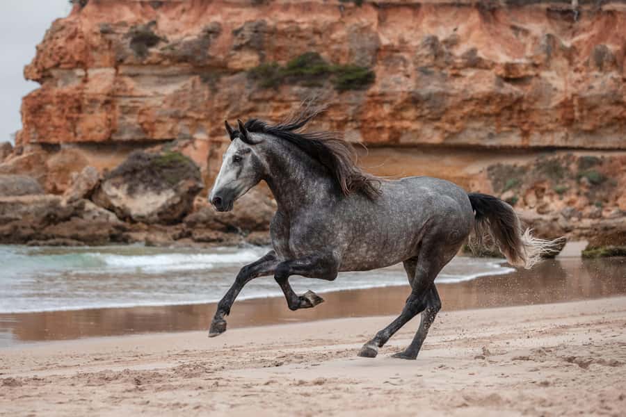 Zanzibar: Horseback Riding and Turtle Aquarium Visit - Why a sea horse ride in Nungwi is more than a stunt