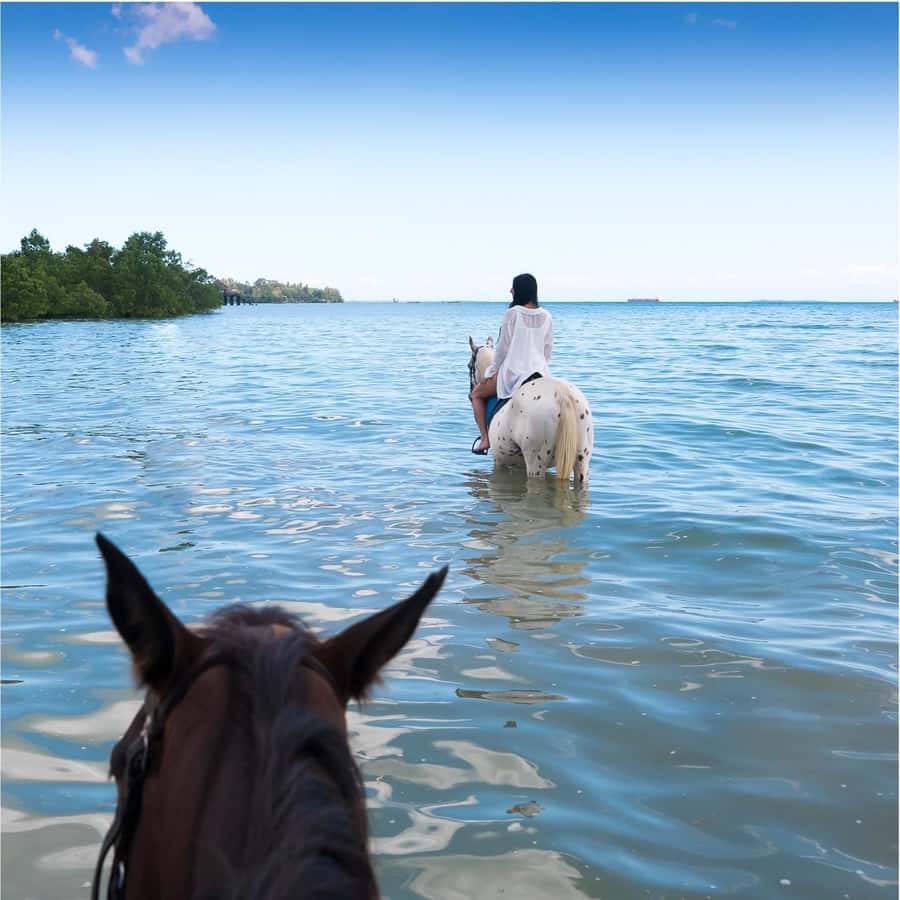 Zanzibar: Horseback Riding and Turtle Swimming Tour - Key things that make this tour worth your time